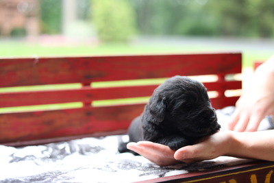 Cooper