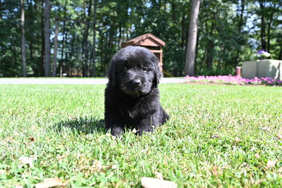 Cooper