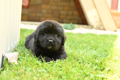 Bailey