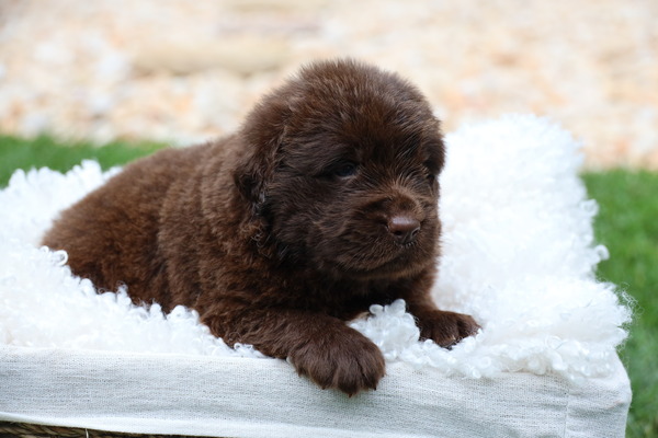 Cocoa