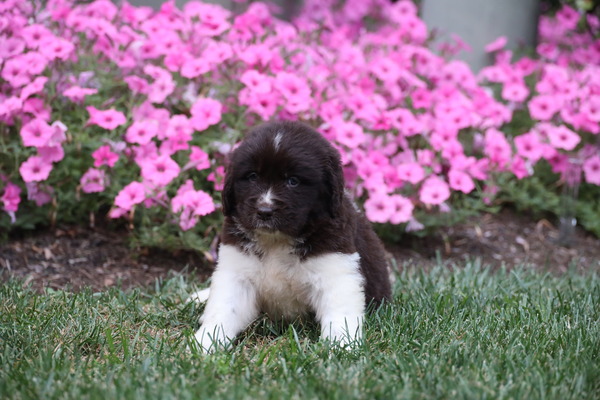 Maple/Female
