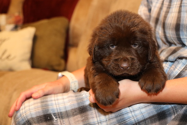 Cocoa