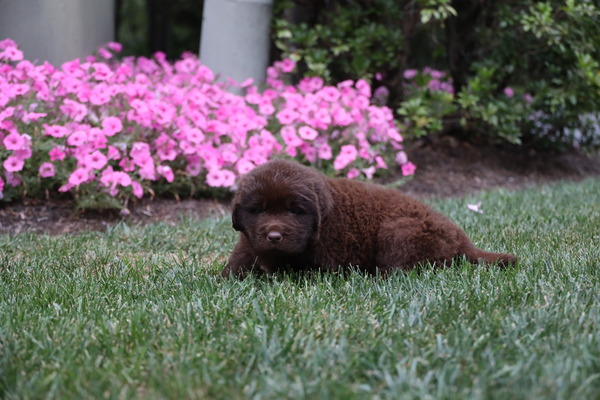 Hershey