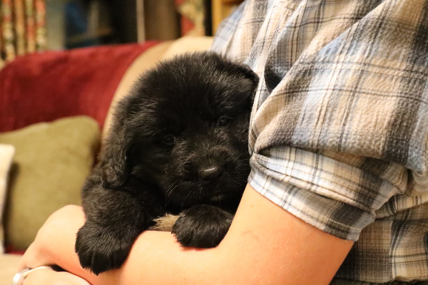 Bear