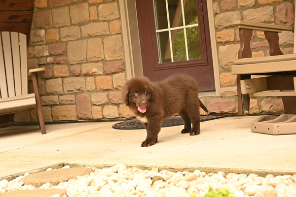 Bella