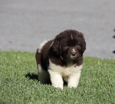 Maple/Female