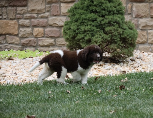 Maple/Female