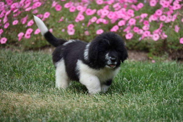 Willow Female