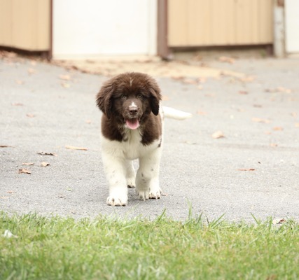 Maple/Female