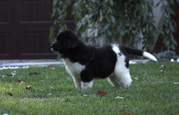 Willow Female