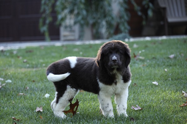 Maple/Female
